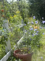 P8070473.webp
