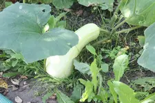 IMG_3293.jpg