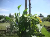 DSC09005.webp