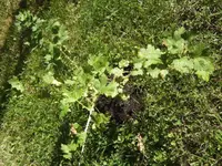 BILD7947.webp