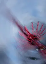 2017xpmnt01.webp