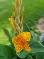 Canna En Avant.webp