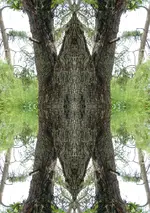 Spiegelbaum.webp