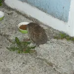Igel.webp