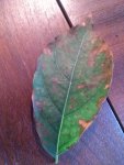 IMG_20170809_115844.jpg