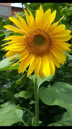 Screenshot_2017-08-09-18-13-37.webp