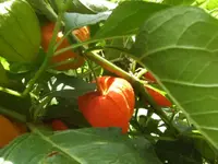 BILD7979.webp