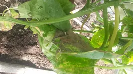 20170809_152459[1].jpg