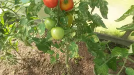 20170809_152448[1].webp