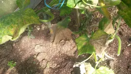 20170809_152409[1].webp