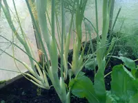 IMG_20170809_190339.webp