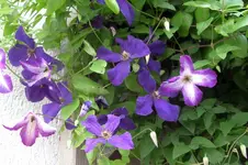 IMGP1412.webp
