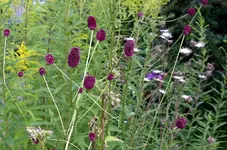 IMGP1415.webp