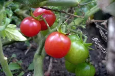IMGP1418.webp