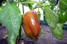 IMGP1424.webp