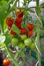 IMGP1432.webp