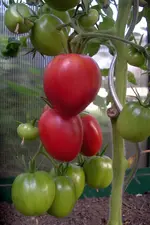 IMGP1434.webp