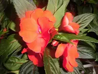 DSCI1547.webp