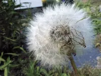 P1010244.webp