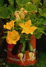 Zucchini_Blüten_bloom_Frucht_fruits_yellow_green_800.JPG