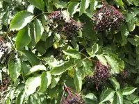 BILD7976.webp