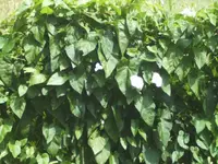 BILD7975.webp