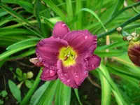 DSCI0611.webp