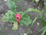 P1010666gerbera.jpg