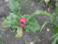 P1010666gerbera.webp