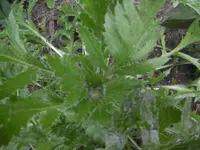 P1010664mohnknospe.webp