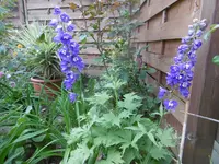 P1010663rittersporn.webp