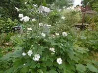 P1010661anemone.webp