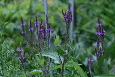Verbena hastata0111b.webp