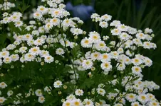 Mutterkraut0409.webp