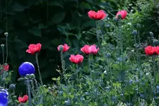Mohn1811a.webp