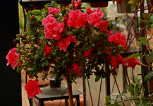 Azalee_pink_Sommerquartier_full bloom_640.webp