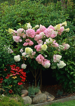 Vanilla fraise_2 Meter hoch_100817_800.webp