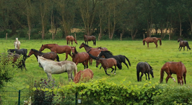 Pferde auf der Koppel1_900.webp