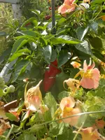 P8100481.webp