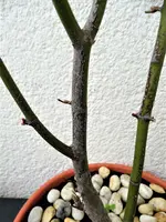 DSC01414.webp