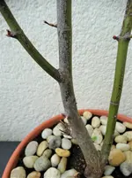 DSC01415.webp