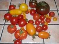 P8100474 (2).webp