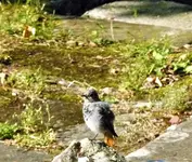 Rotschwänzchen.webp