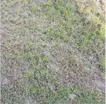 rasen1.webp