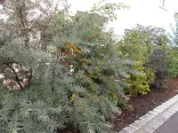 DSCN1734.webp