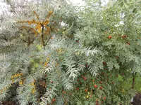 DSCN1735.jpg