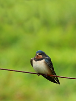 junge Rauchschwalbe_Zaun_resting_700.webp