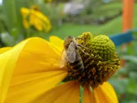 Bienchen gerettet1 (2).webp