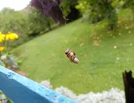 Bienchen im Netz 2.webp