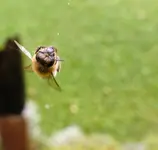 Bienchen im Netz.webp